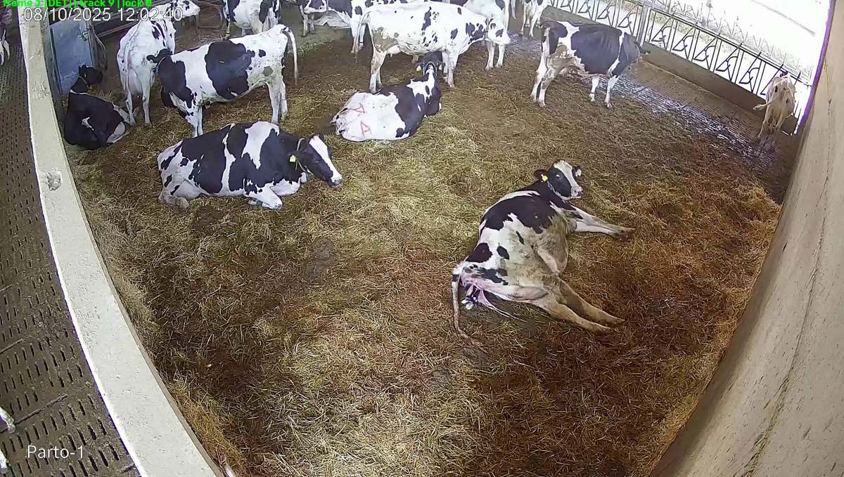 Vacca in posizione pre-parto in un box parto, fotogramma reale della piattaforma AnalySee